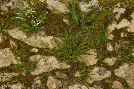 Cognin les gorges 2022 05 09 8