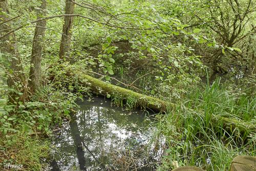 Etang des forges 2022 4