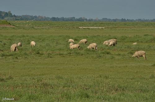 Train de la baie de somme 15